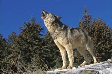 Photo about NORTH AMERICAN GREY WOLF canis lupus occidentalis, ADULT HOWLING on ROCK, CANADA.ID 169899385 © Slowmotiongli | Dreamstime.com